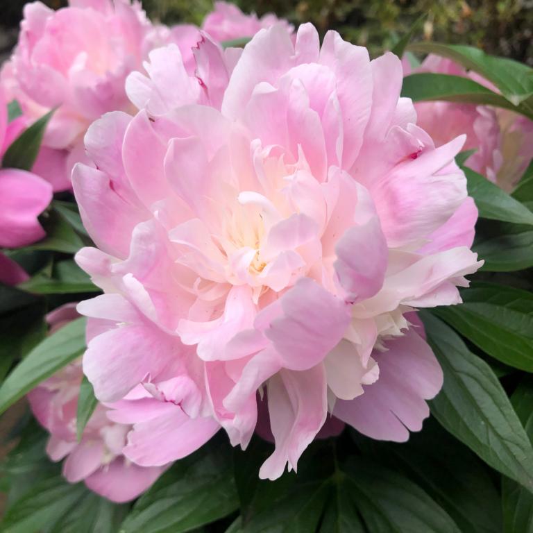 Paeonia off. Rosa