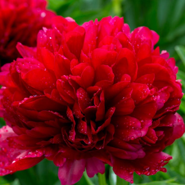 Paeonia off. Red