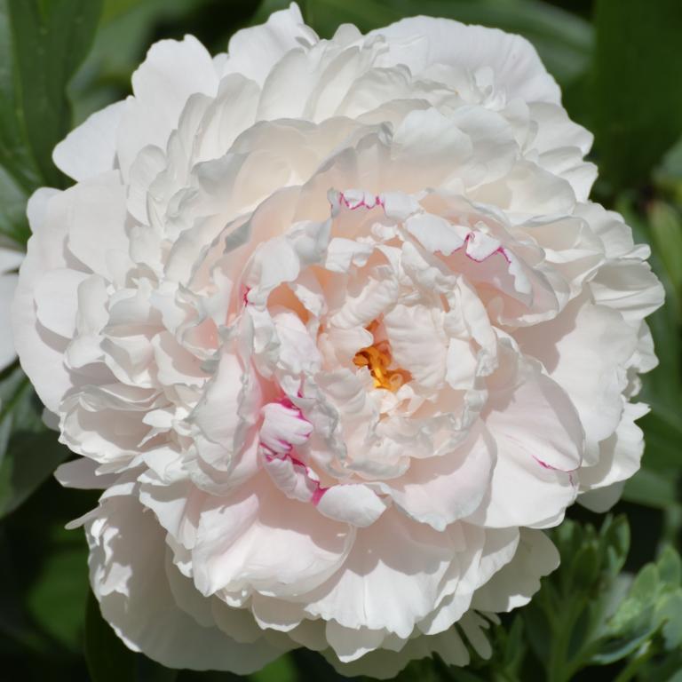 Paeonia off. White