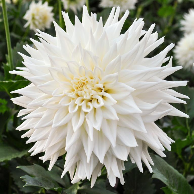Dahlia 'Fleurel'