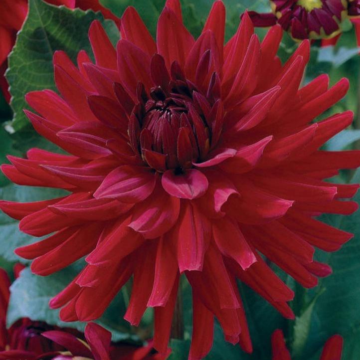 Dahlia 'Burning Love'
