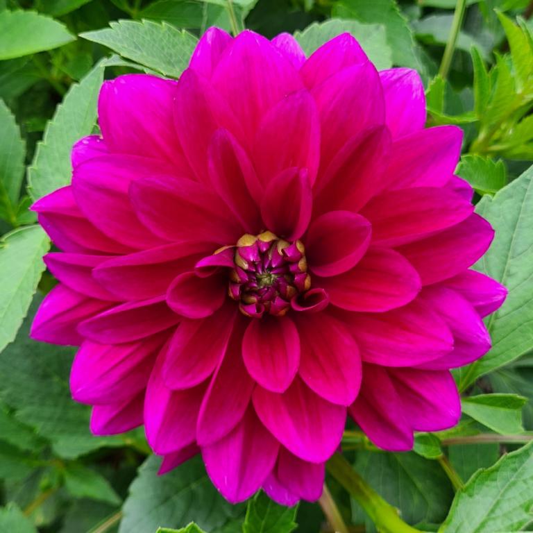 Dahlia 'Le Baron'