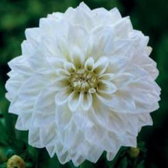 Dahlia 'Lillehammer'