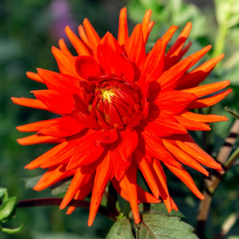 Dahlia 'Bergers Record'