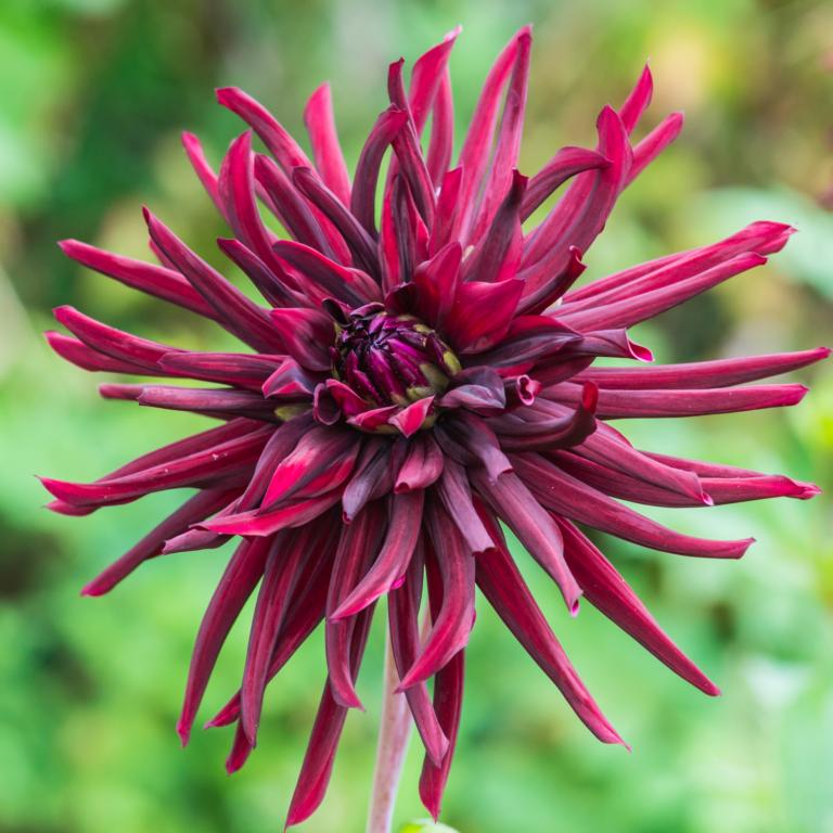 Dahlia 'Nuit D'Ete'