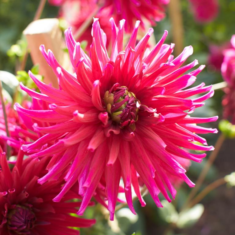 Dahlia 'Orfeo'