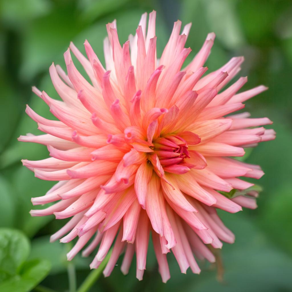 Dahlia 'Preference'