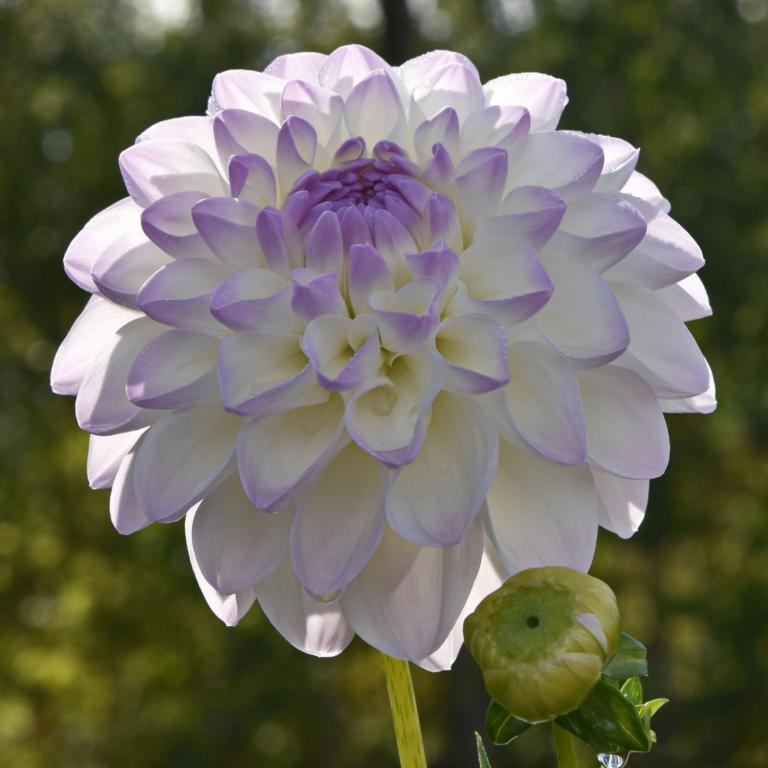 Dahlia 'Eveline'