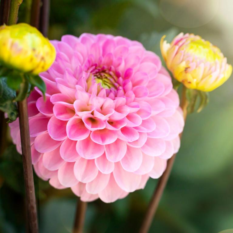 Dahlia 'Wizard Of Oz'