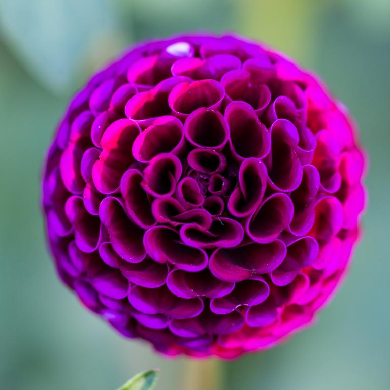 Dahlia 'Rocco'