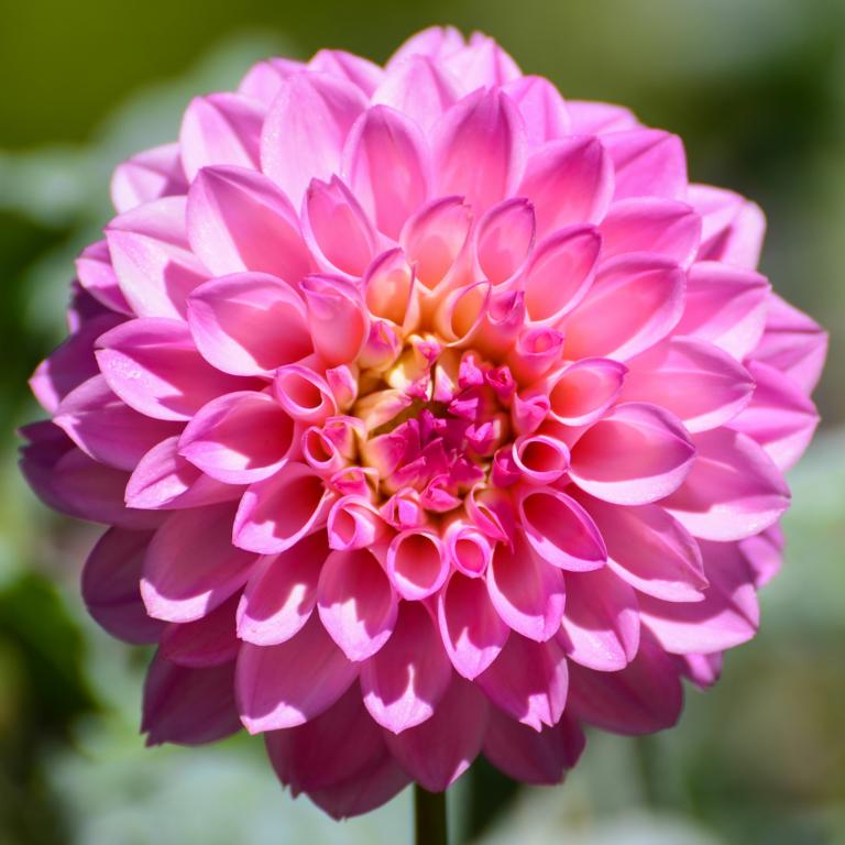 Dahlia 'Stolze Von Berlin'