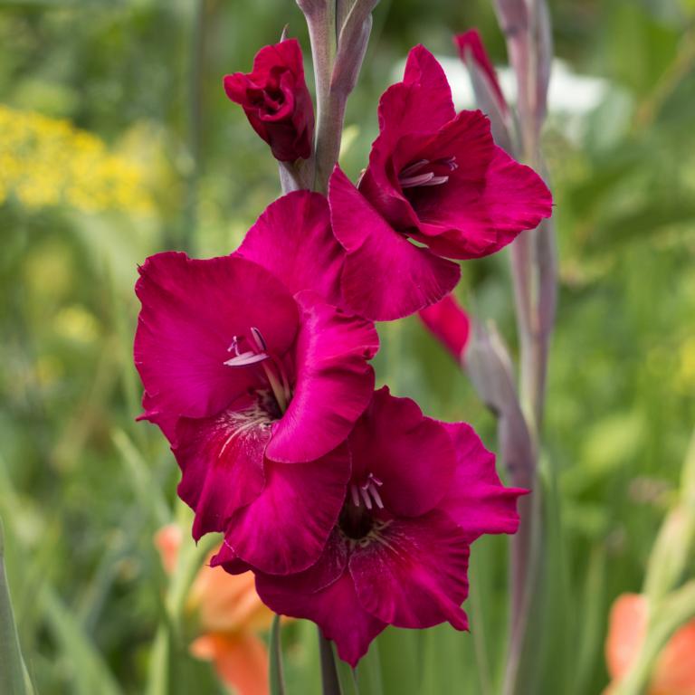 Gladiolus 'Plumtart'