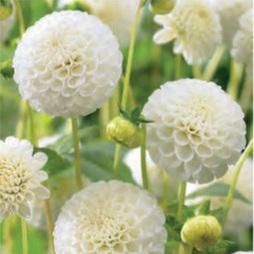 Dahlia 'Snowflake'
