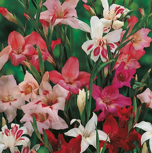 Gladiolus 'Nanus Mix'