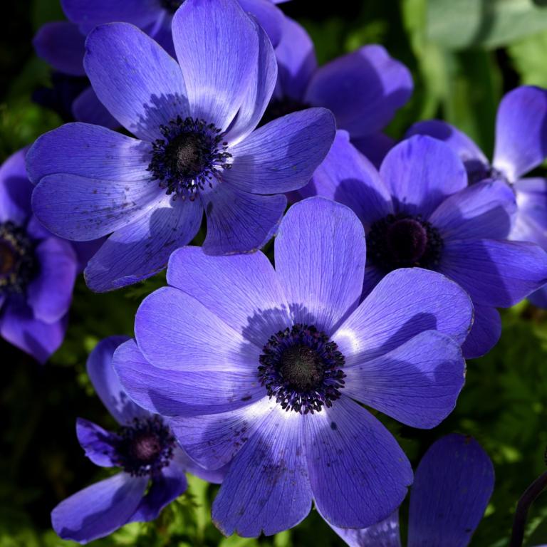 Anemone 'Mr. Fokker'