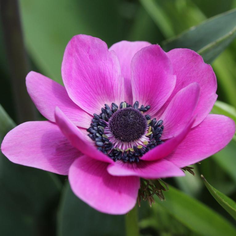 Anemone 'Sylphide'