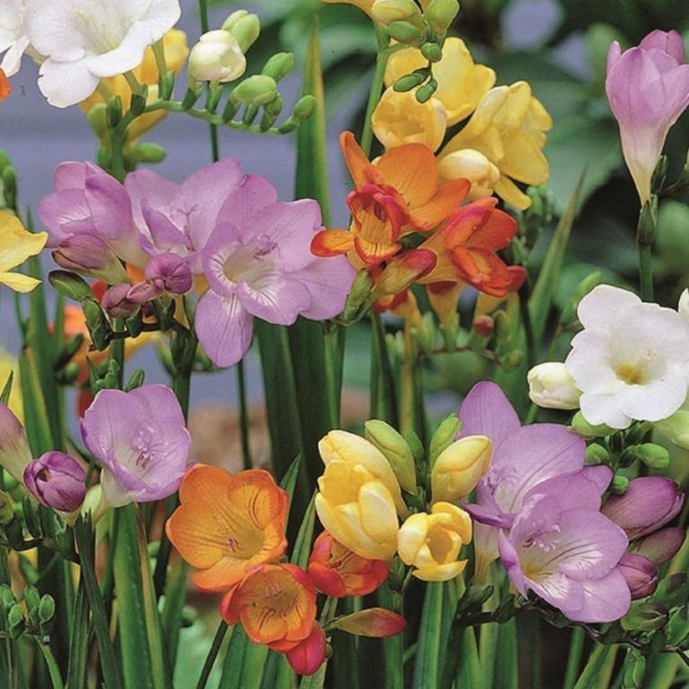 Freesia single mix