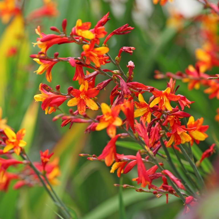 Montbretia Mix