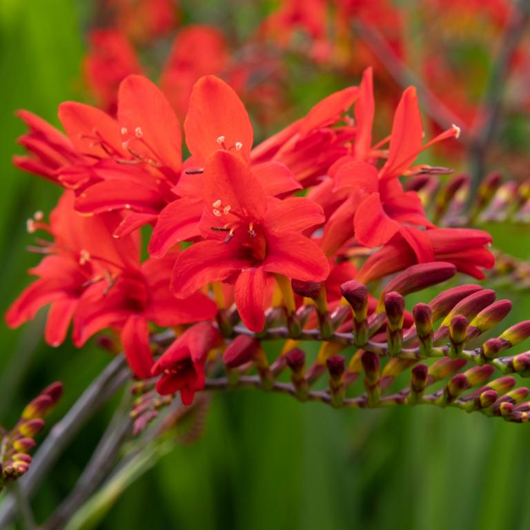 Crocosmia 'Lucifer'
