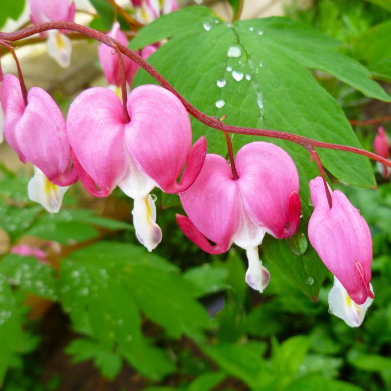 Dicentra spectabilis