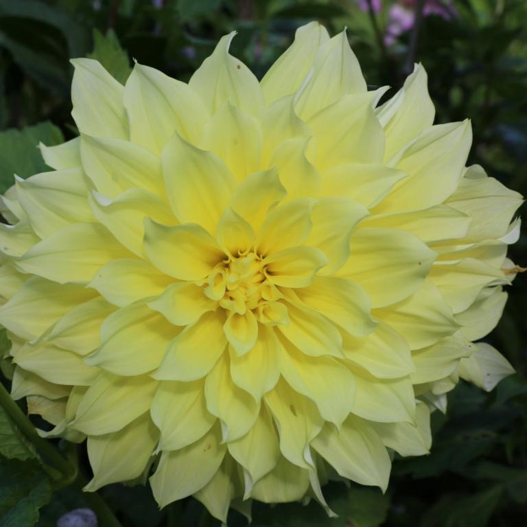 Dahlia 'Kelvin Floodlight'