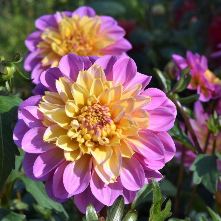 Dahlia 'Life Style'