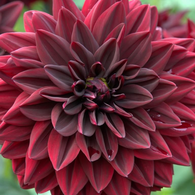 Dahlia 'Arabian Night'