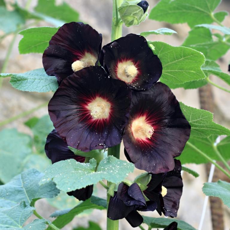 Alcea 'Nigra'