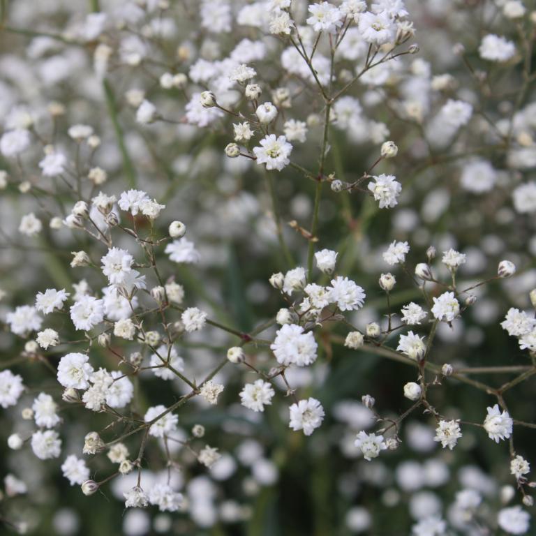 Gypsophila paniculata