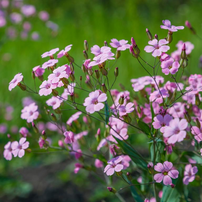 Gypsophila pacifica