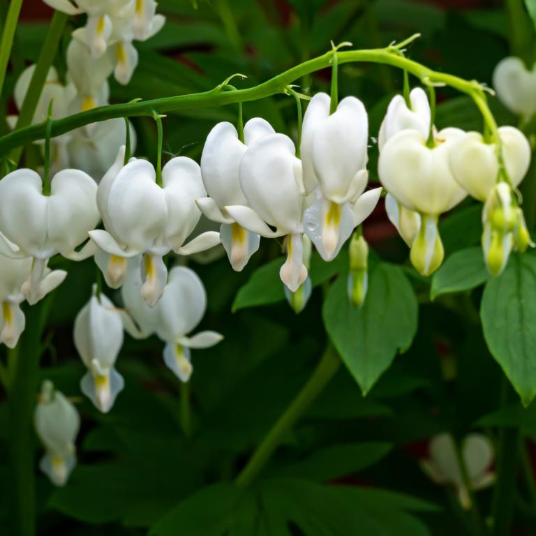 Dicentra spe. 'Alba'