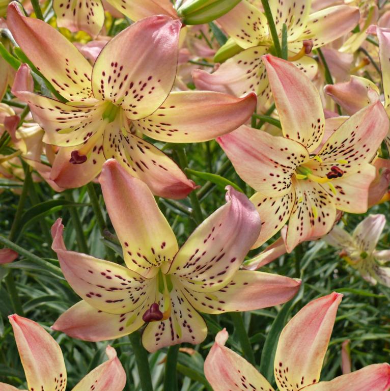 Lilium 'Corsage'