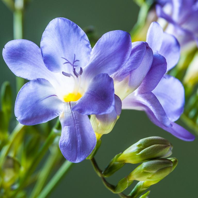 Freesia double blue