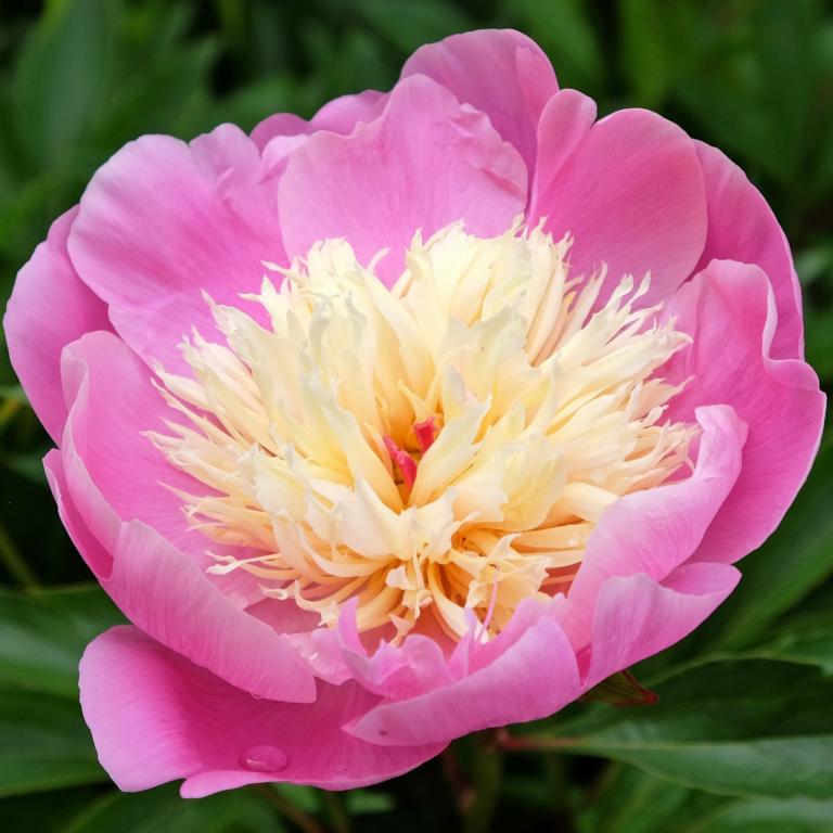 Paeonia lac. 'Bowl of Beauty'