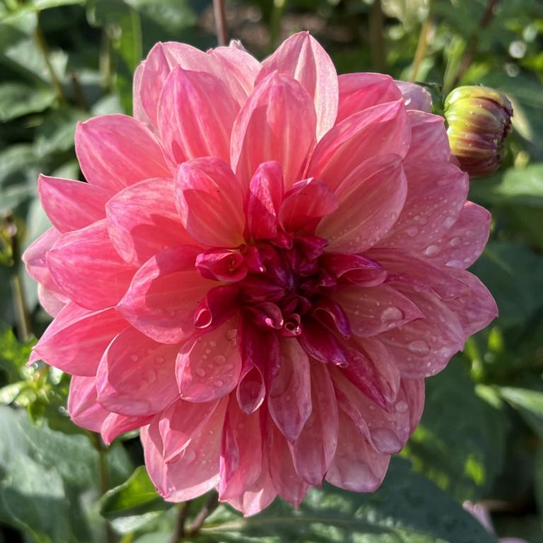 Dahlia 'Bacardi'
