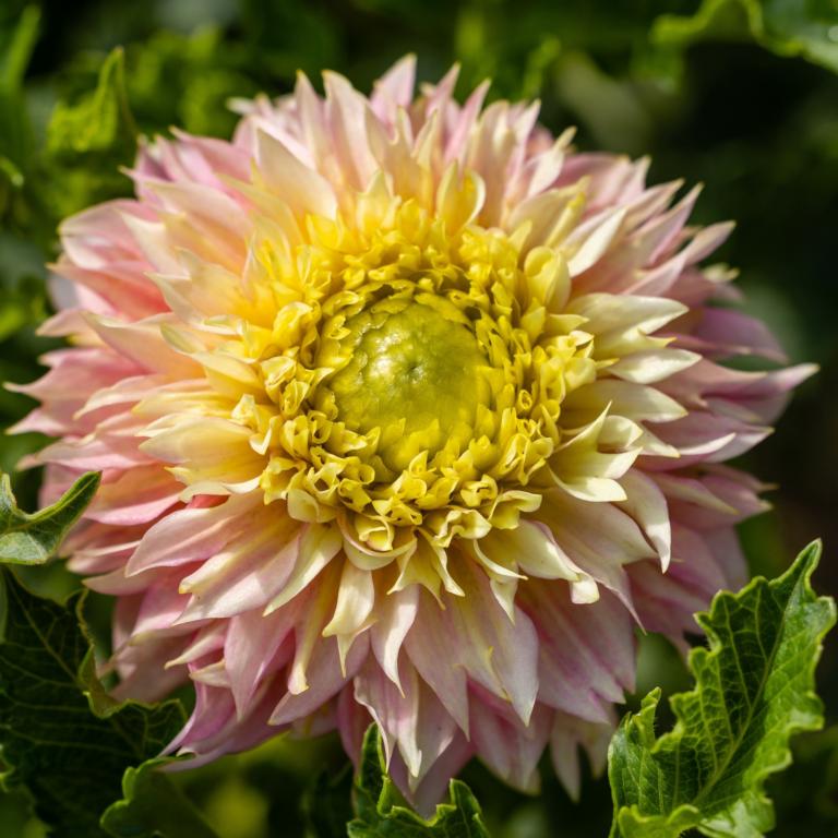 Dahlia 'Pink Impact'