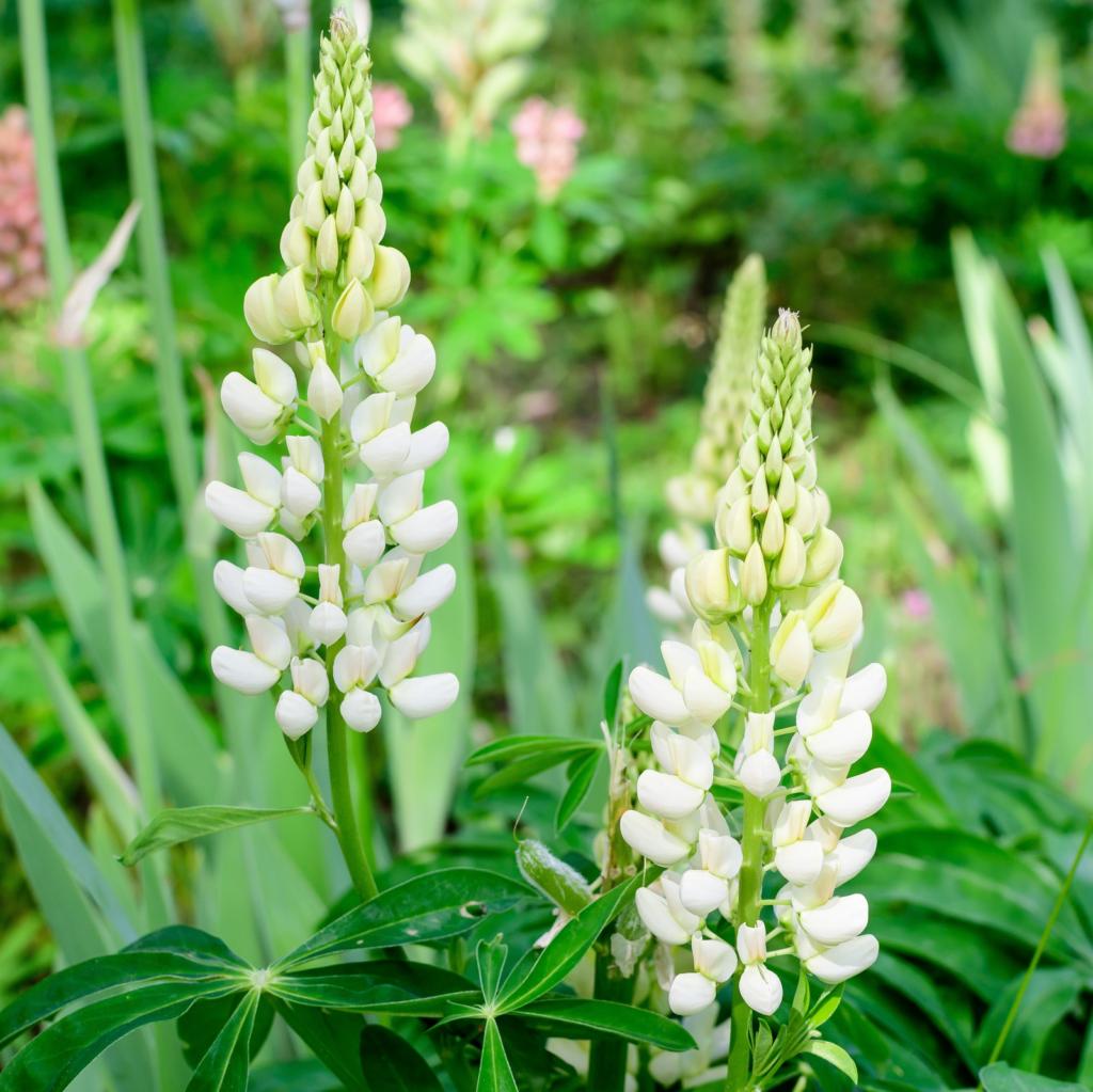 Lupinus polyphyllus white