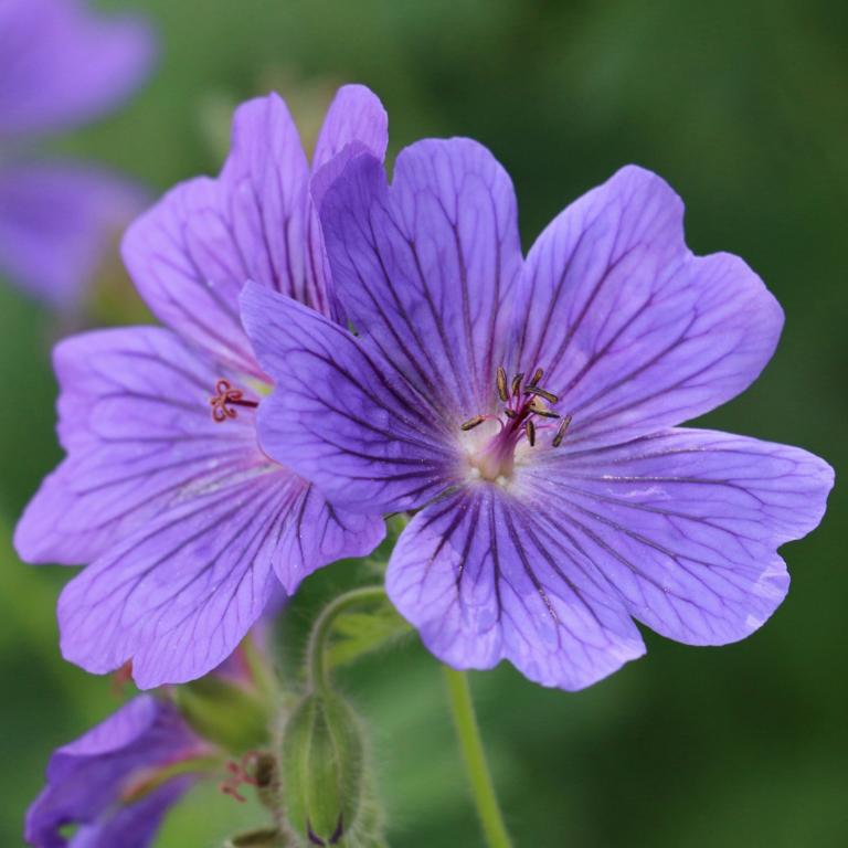 Geranium blue