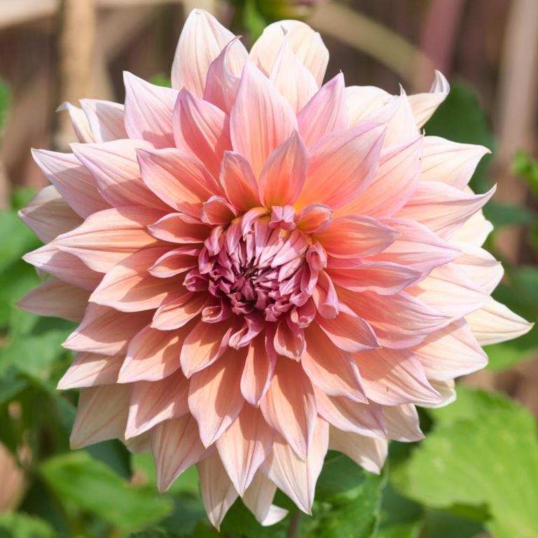 Dahlia 'Mango Madness'