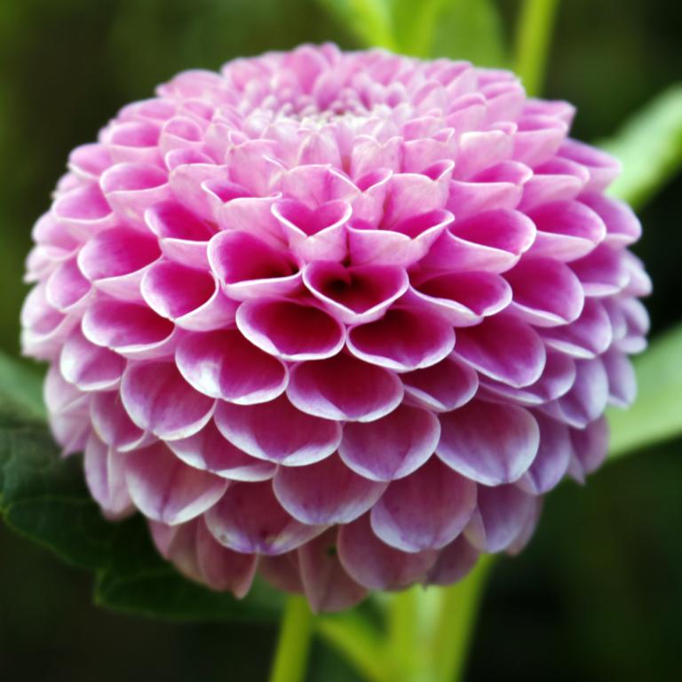Dahlia 'Franz Kafka'