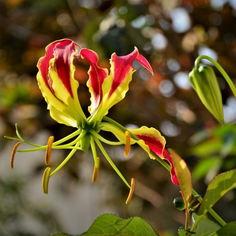 Gloriosa Rothschildiana