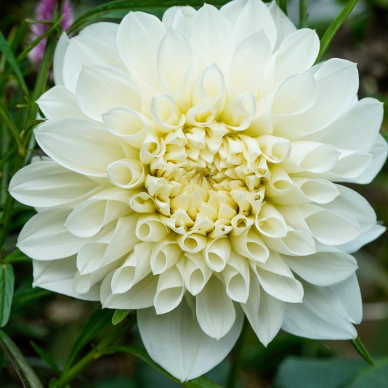 Dahlia 'White Perfection'
