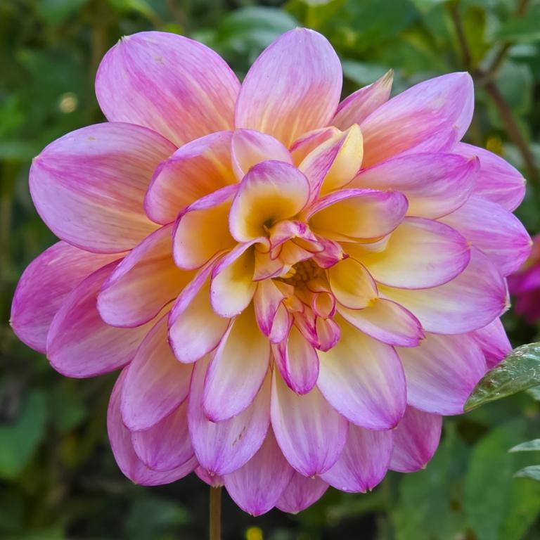 Dahlia 'Zingaro'
