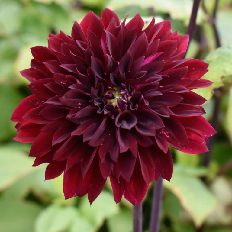Dahlia 'Dark Fubuki'