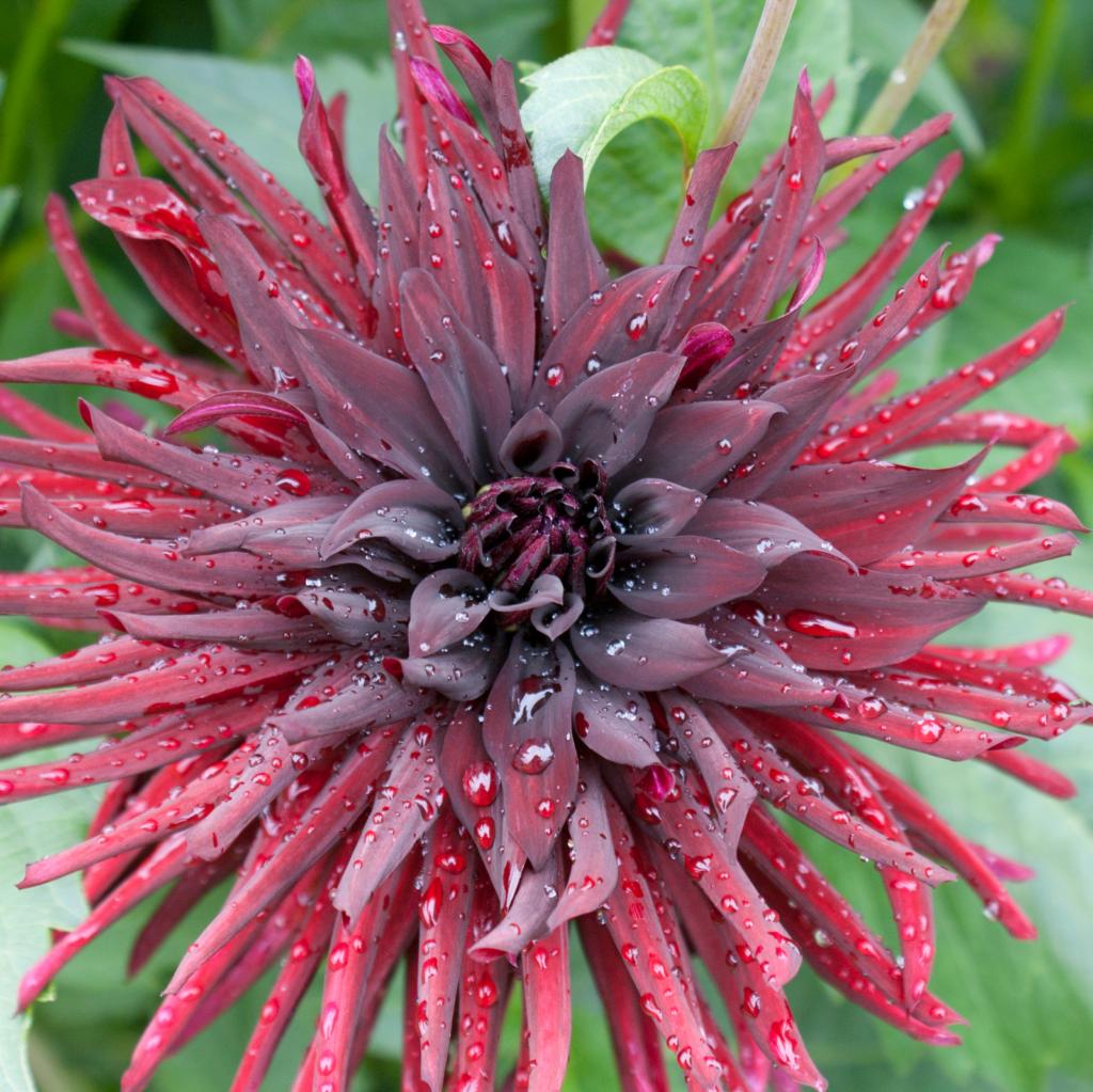 Dahlia 'Chat Noir'