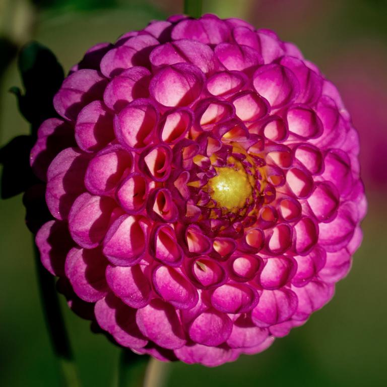 Dahlia 'Zippity Do Da'