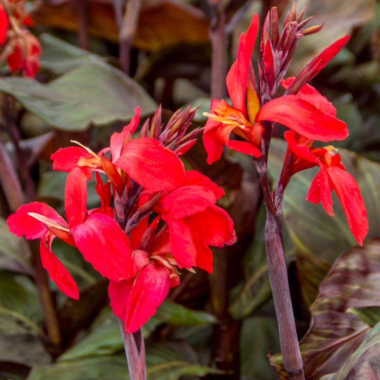 Canna 'Red Futurity'