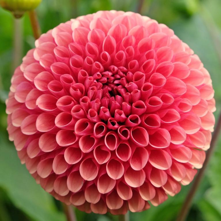 Dahlia 'Copper Boy'