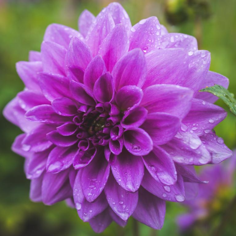 Dahlia 'Blue Boy'