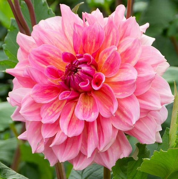 Dahlia 'Otto'S Thrill'